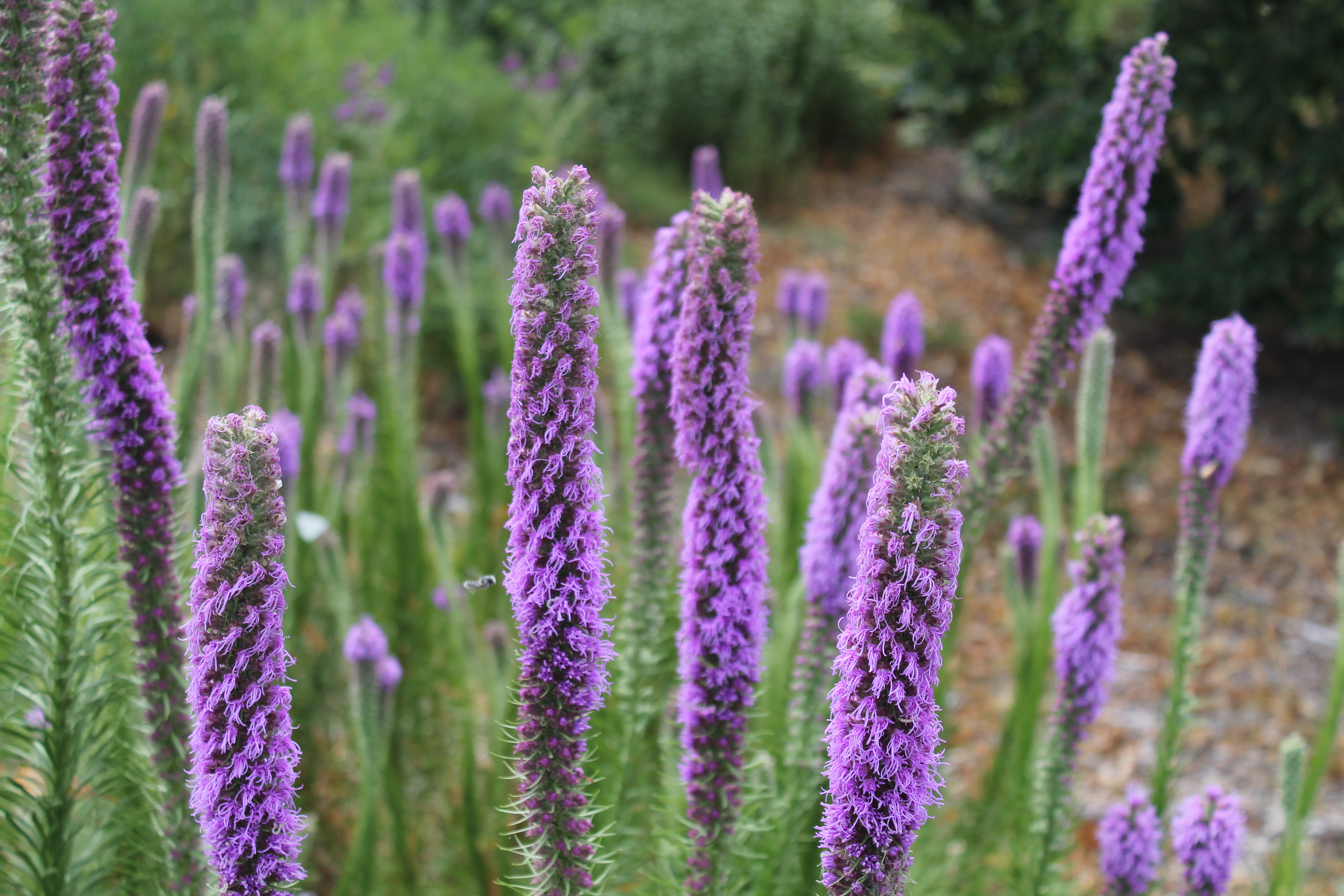 Three Lessons I Have Learned About Native Plants Dyck Arboretum