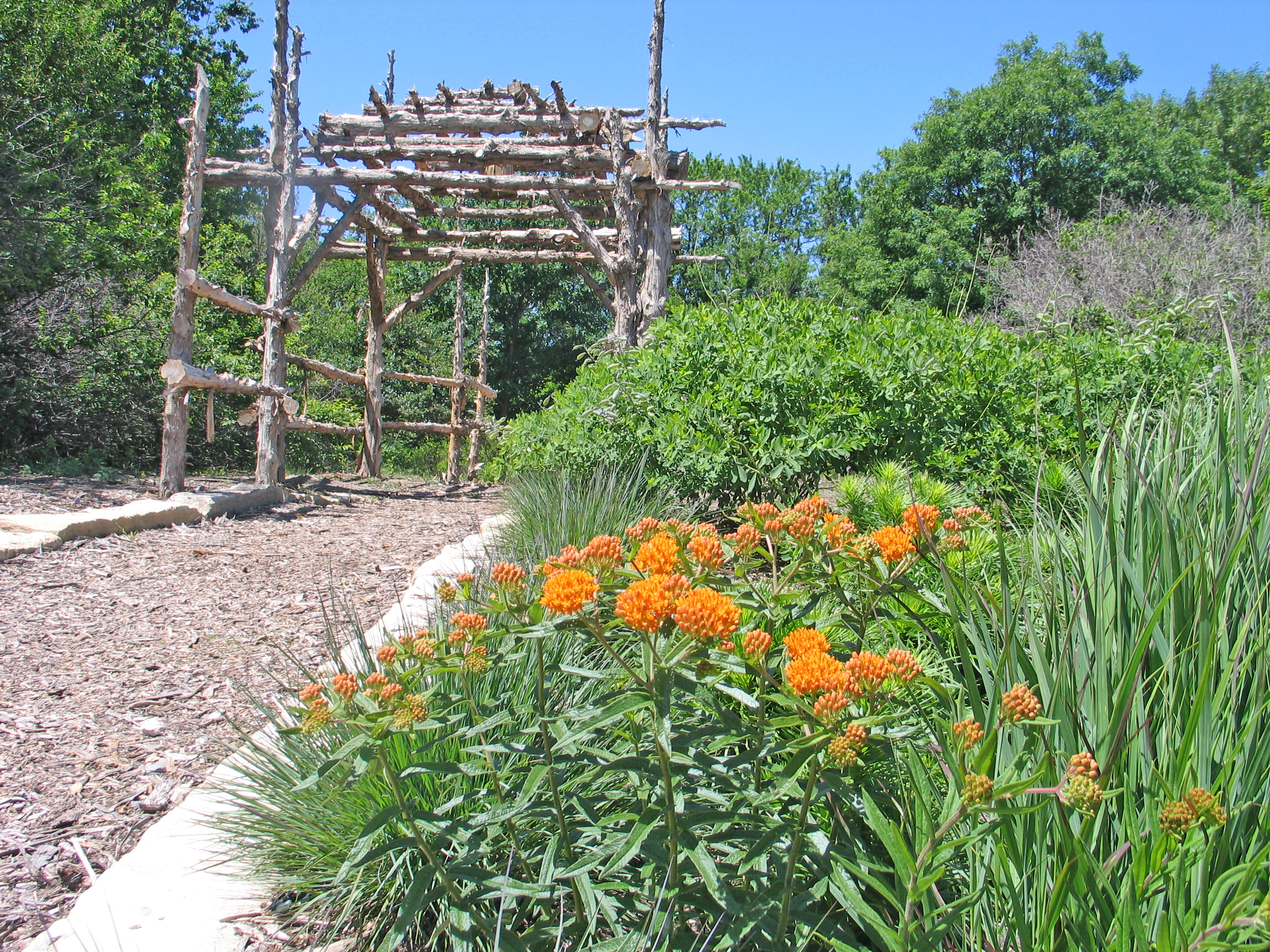 kansas native plants Archives Dyck Arboretum