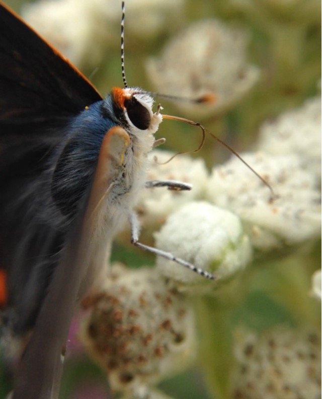 Butterfly Hunting 101 Dyck Arboretum