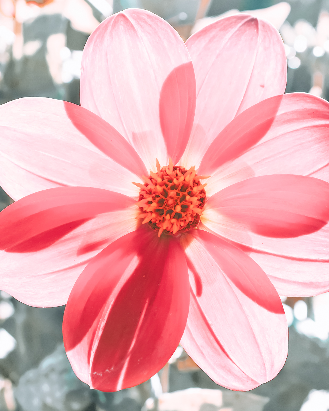 22 Reasons To Visit San Jose, CA Why You Should Visit San Jose