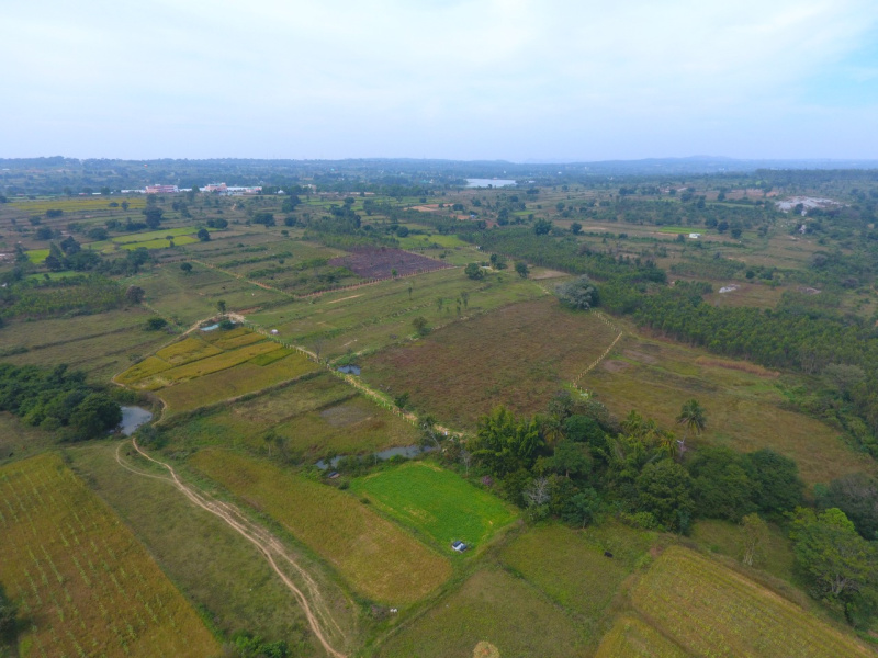 Agricultural Land 50 Cent for Sale in Denkanikottai, Hosur (REI1186683)