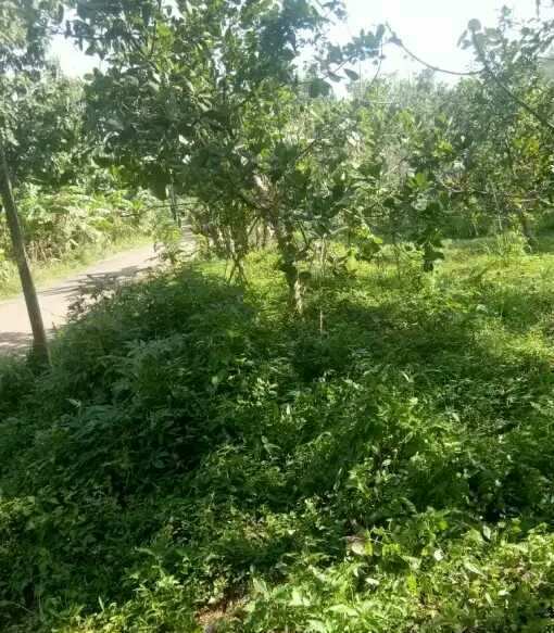 5 BHK House 3600 Sq.ft. for Sale in Mattannur, Kannur (REI859689)