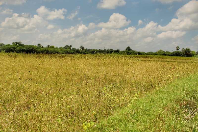 Agricultural Land 11 Acre for Sale in Ranipettai, Vellore (REI908006)