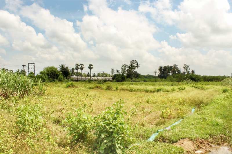 Agricultural Land 11 Acre for Sale in Ranipettai, Vellore (REI908006)