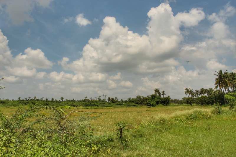 Agricultural Land 11 Acre for Sale in Ranipettai, Vellore (REI908006)