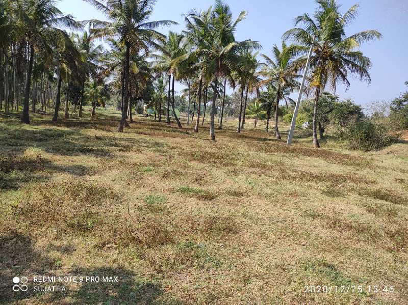 Agricultural Land 2 Acre for Sale in Nelamangala, Bangalore (REI950403)