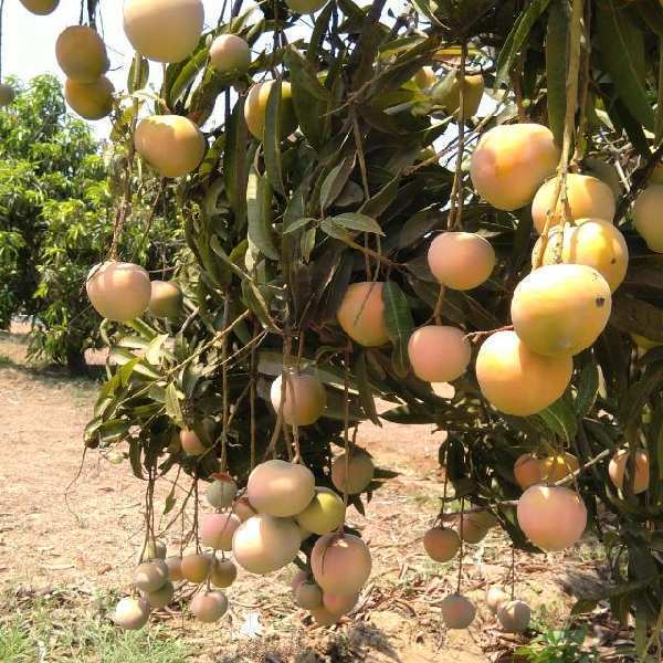 Agricultural Land 10000 Sq.ft. for Sale in Gst Road, Chennai (REI1026581)