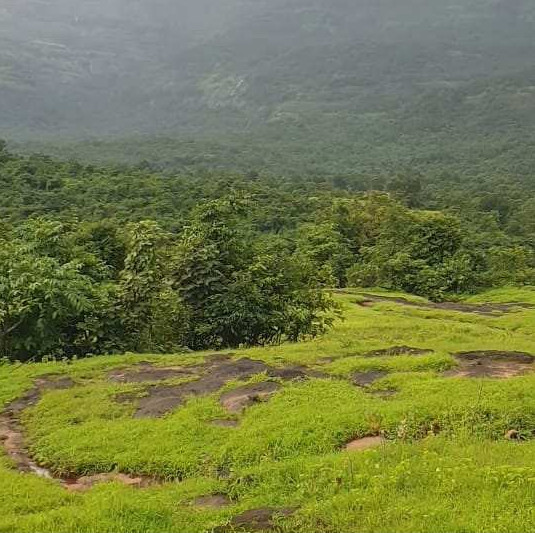 Agricultural Land 517 Acre for Sale in Mangaon, Raigad (REI1069358)