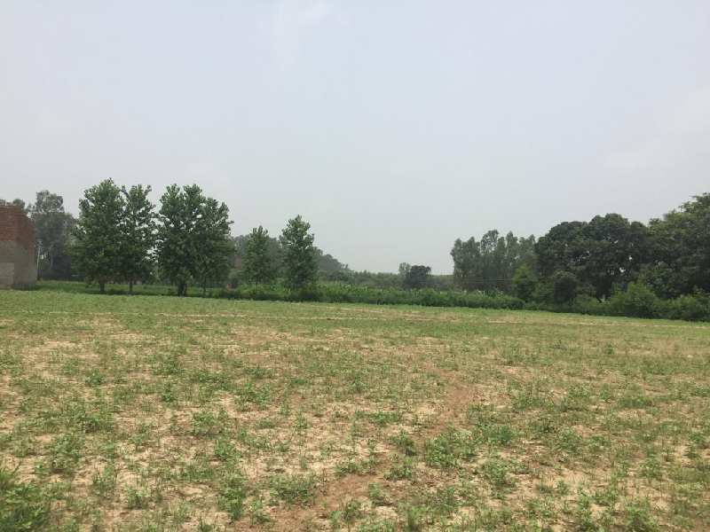 Residential Plot 6 Acre for Sale in Saha, Ambala (REI797608)