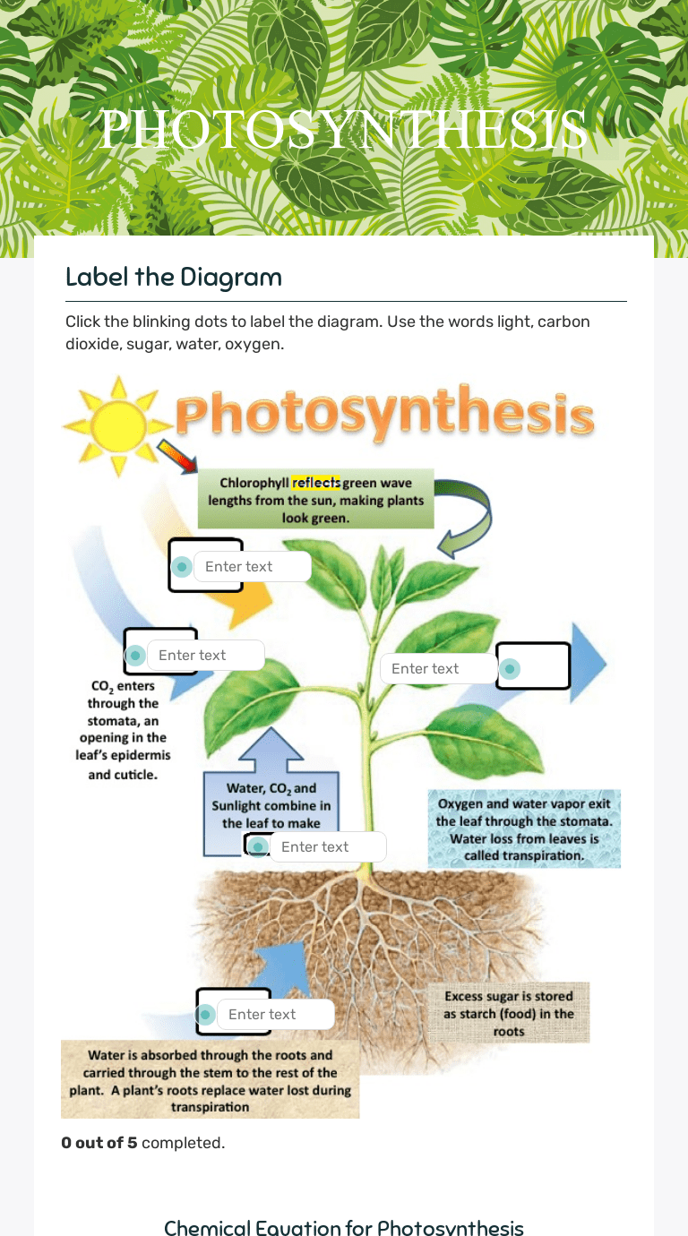 Photosynthesis Diagrams Worksheet Answers