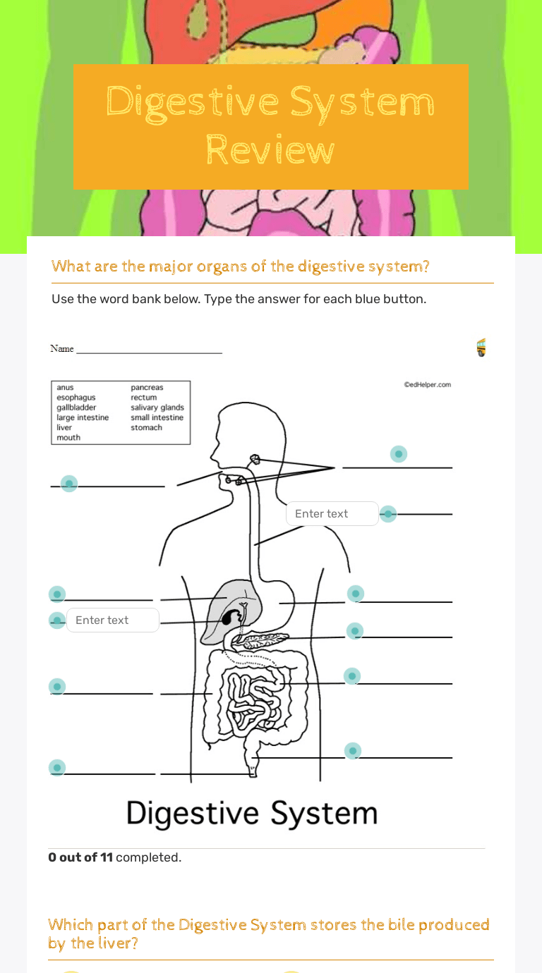 Digestive System Worksheet Answer Key