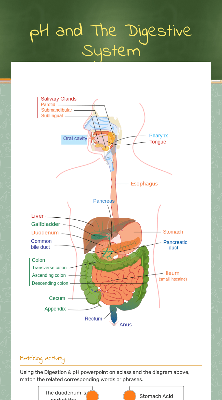 pH and The Digestive System Interactive Worksheet by Taylor Martin