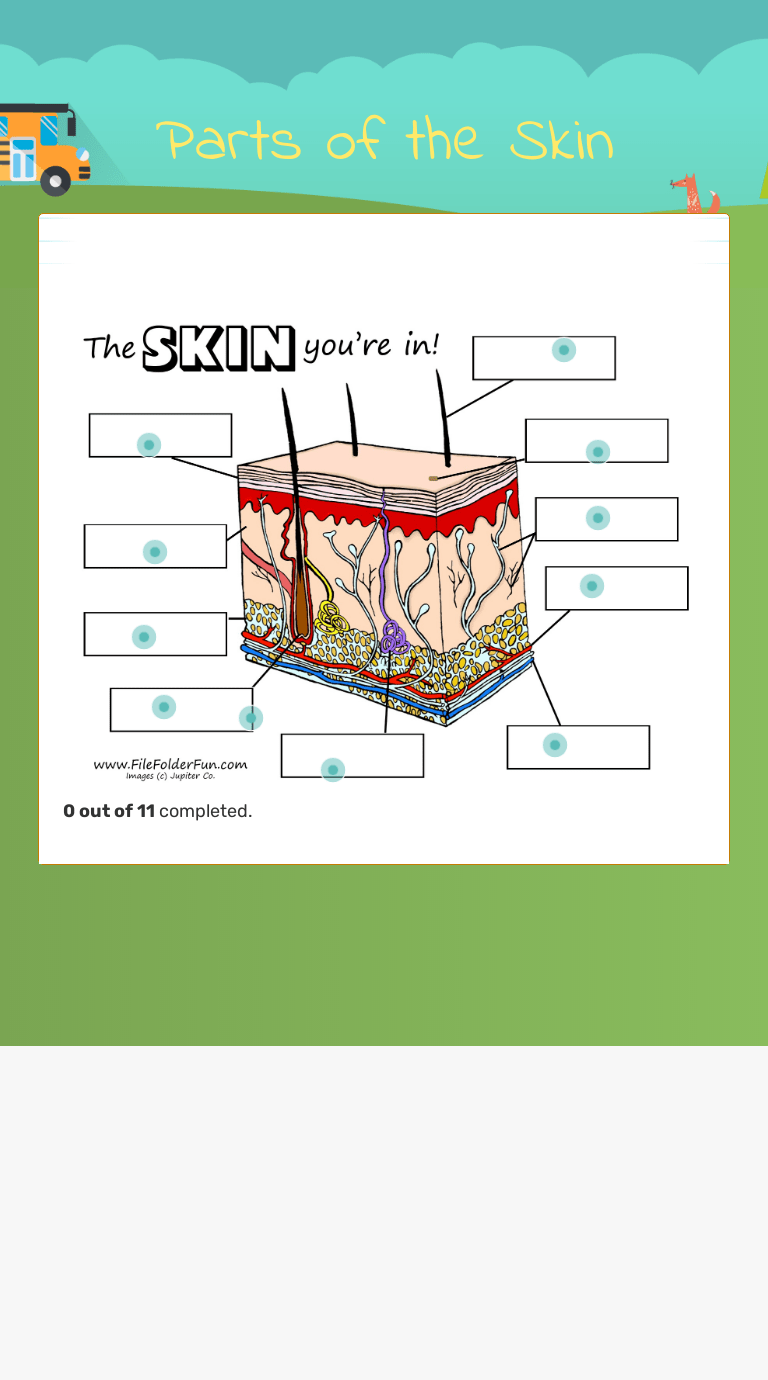 Parts of the Skin | Interactive Worksheet by Patti OConnell | Wizer.me