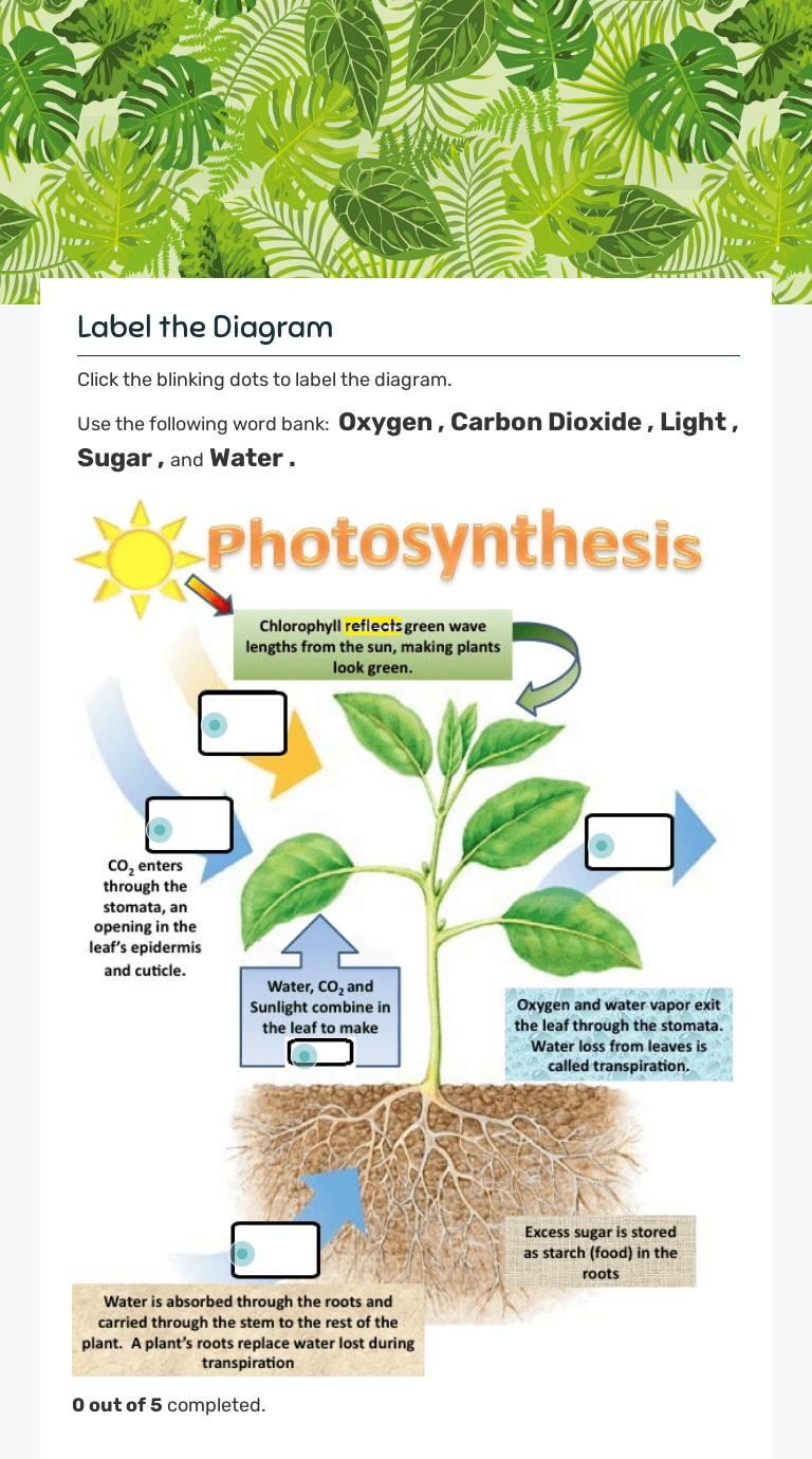 PHOTOSYNTHESIS Interactive Worksheet by MAEGHAN KAUFUSI Wizer.me