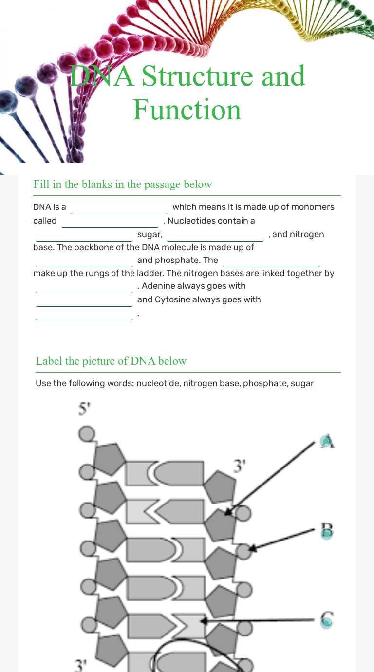 DNA Structure and Function | Interactive Worksheet by Kelly Dillman