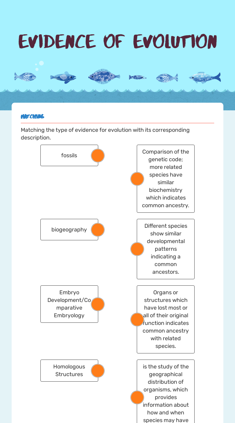 Evidence For Evolution Worksheet Answers