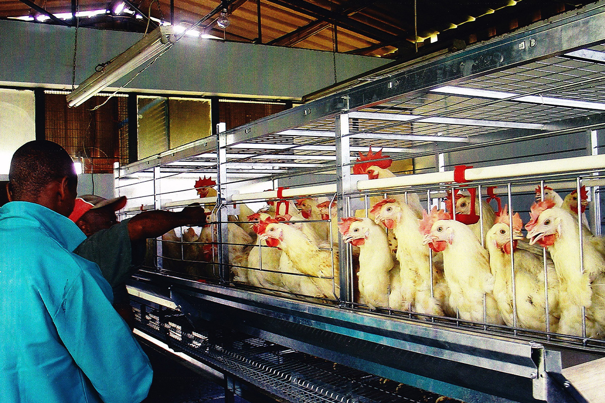 Breeder Cage Systems Dynamic Automation