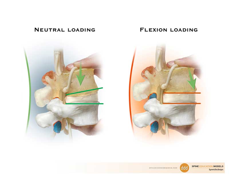 Biomechanics Dynamic Spine Model Basics