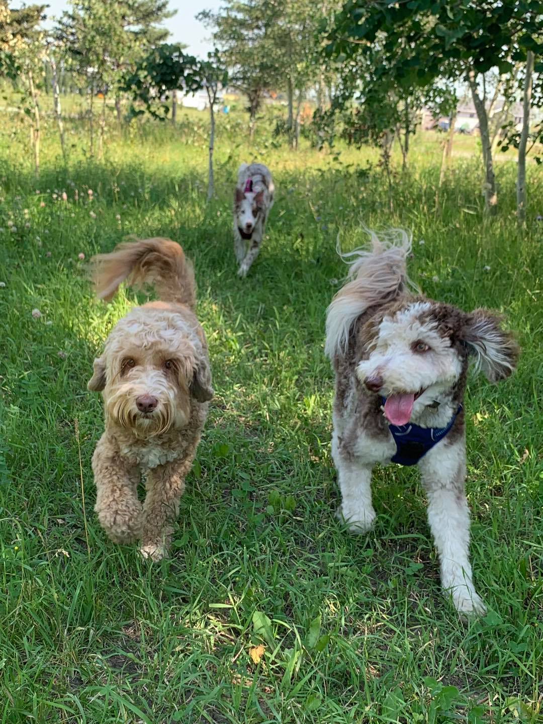 Pet Boarding and Daycare Calgary, Chestermere & Langdon