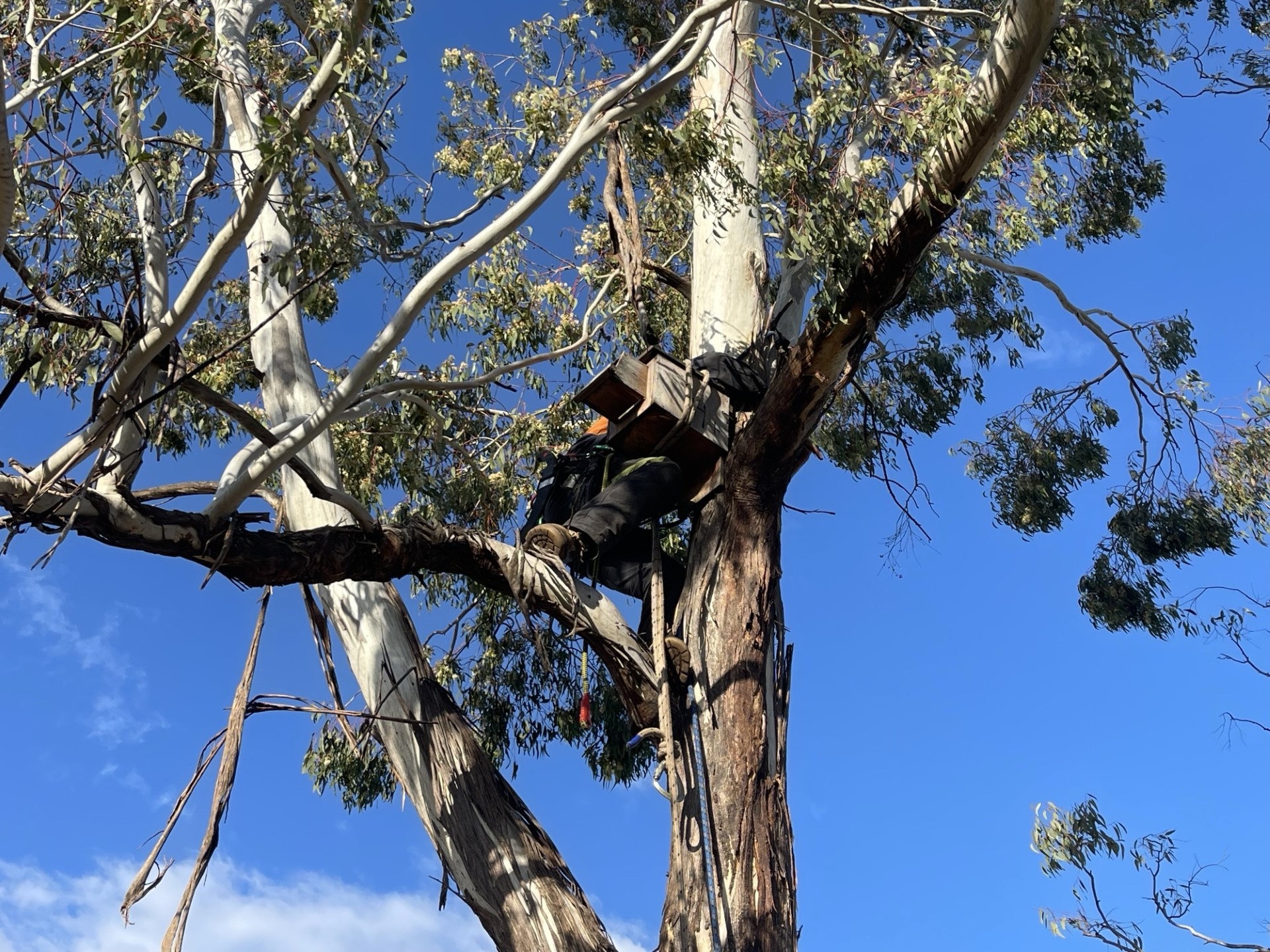 Urban habitat installations Brisbane Dynamic Tree Solutions