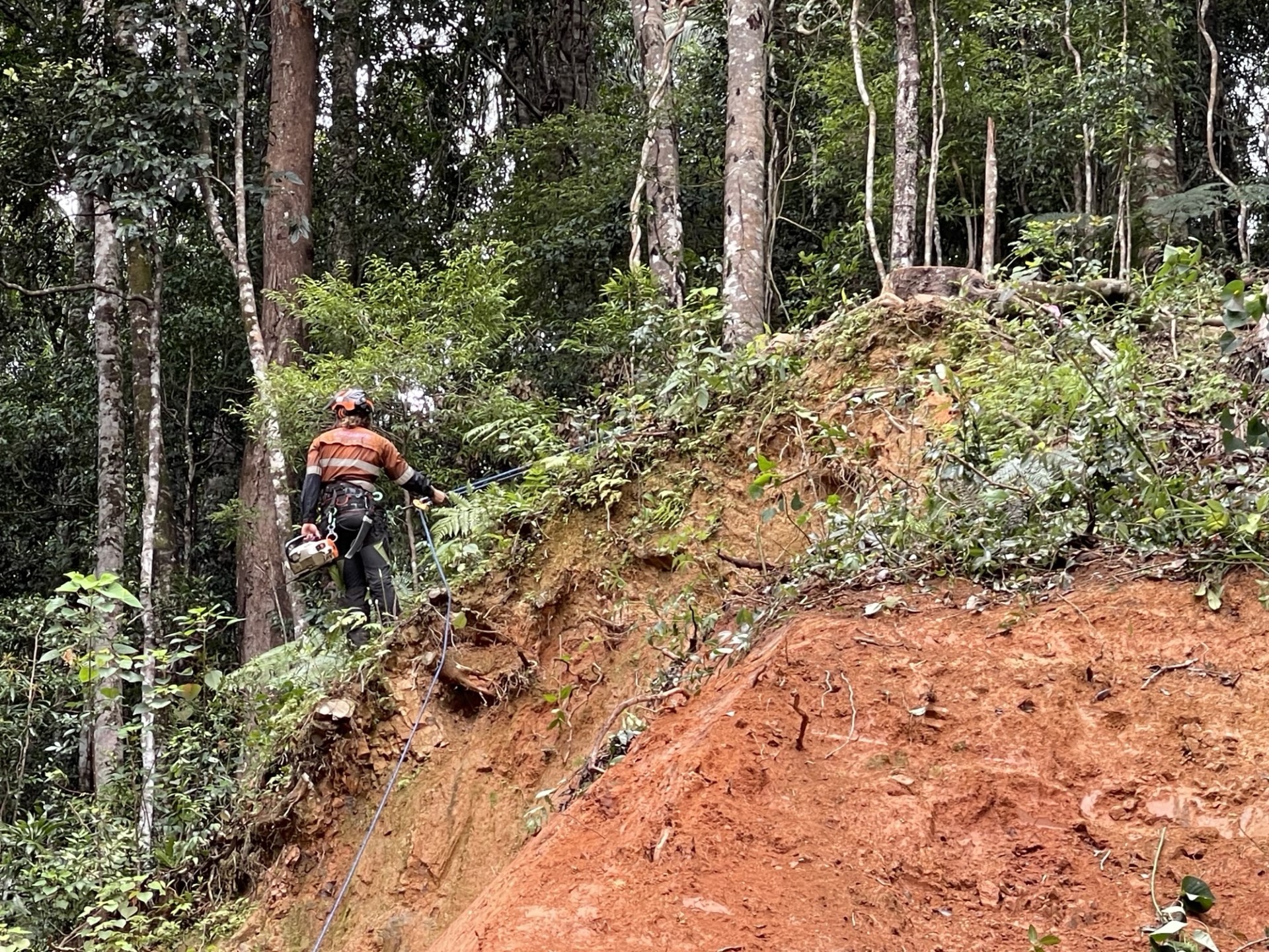 Expert Strategies for Tackling Landslips and Roadside Tree Hazards