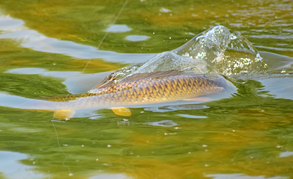 Carp off the top Surface Fishing Tips Dynamite Baits