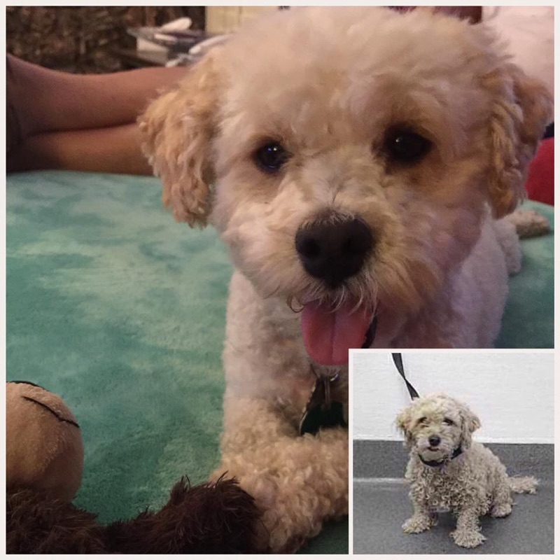 Super Premium Dog Food and TNT to the Rescue! Dynamite Specialty Products