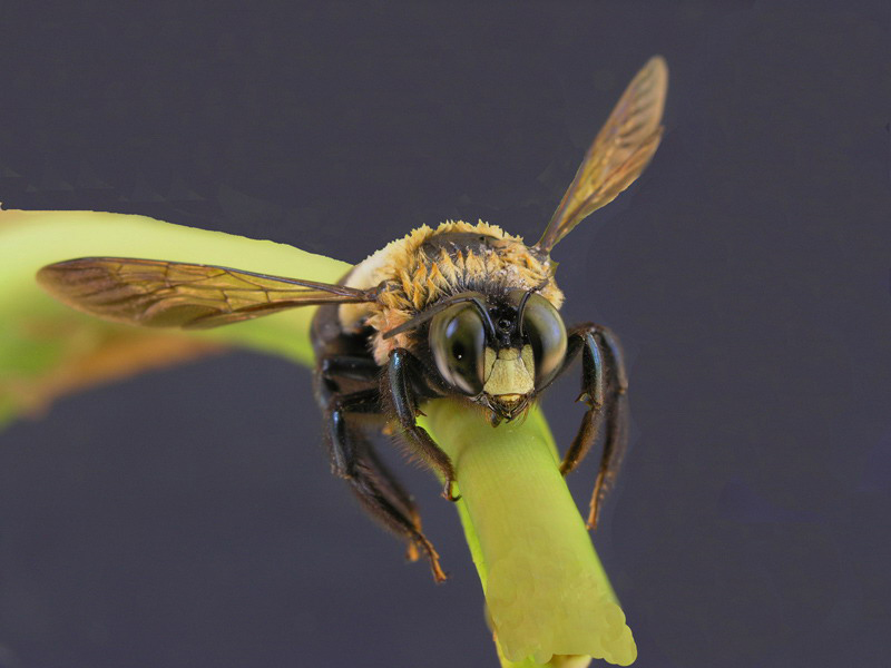 Do Carpenter Bees Sting? Breda Pest Management