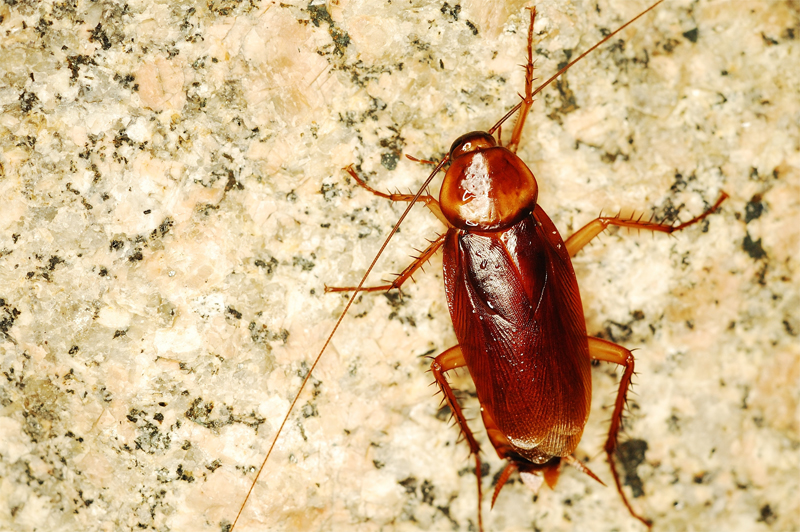 Signs of a Cockroach Infestation in Your Home InspectAll Services
