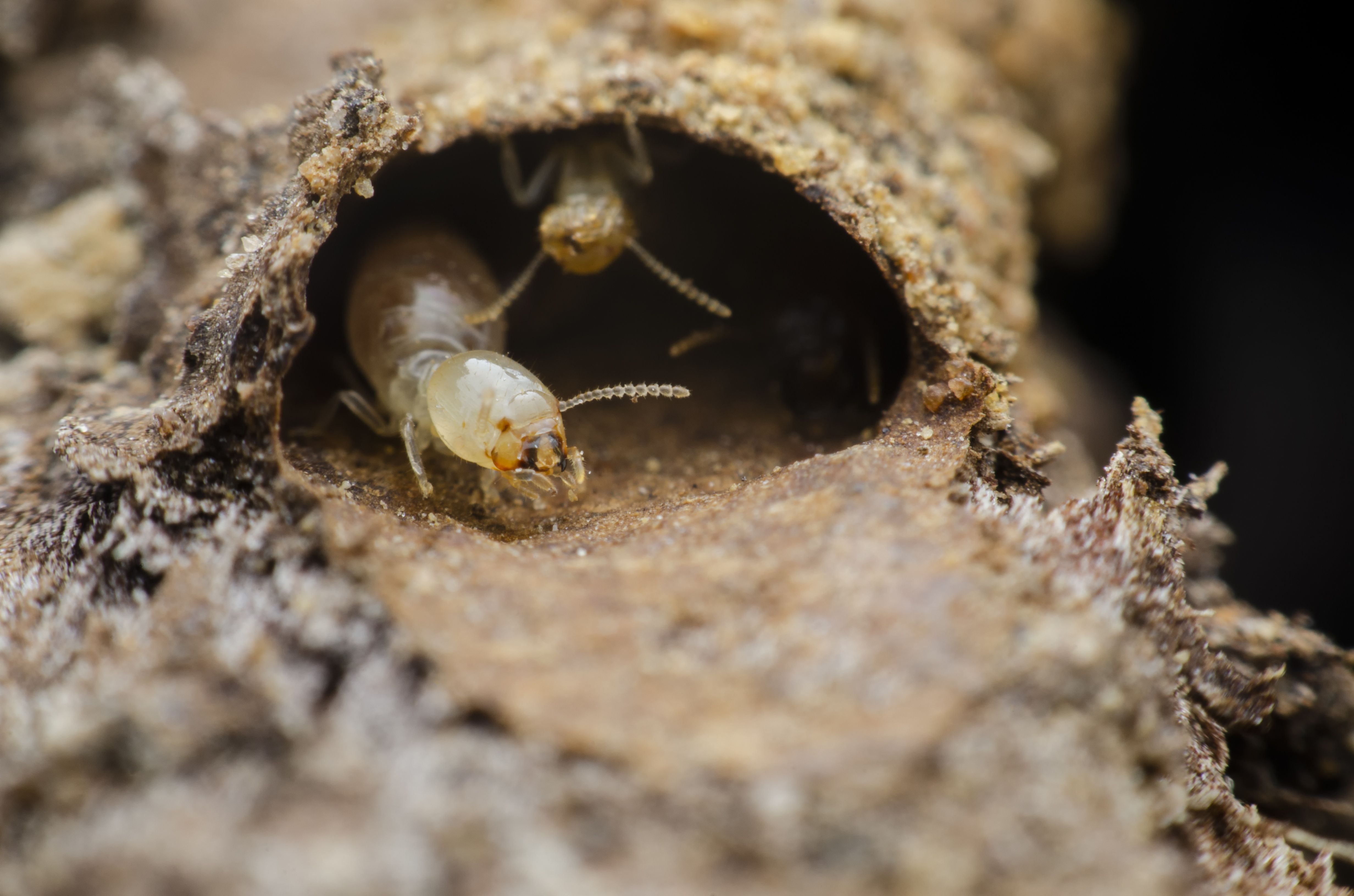 Why Regular Termite Inspections Are Important InspectAll Services