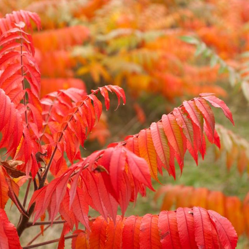 Festive Foliage for Festooning Your Fall Home Metro Brokers