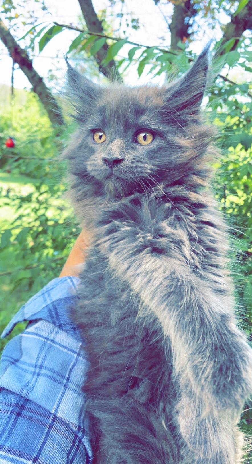 Giant Maine Coon Cats For Sale Black Smoke Silver Maine, 41 OFF