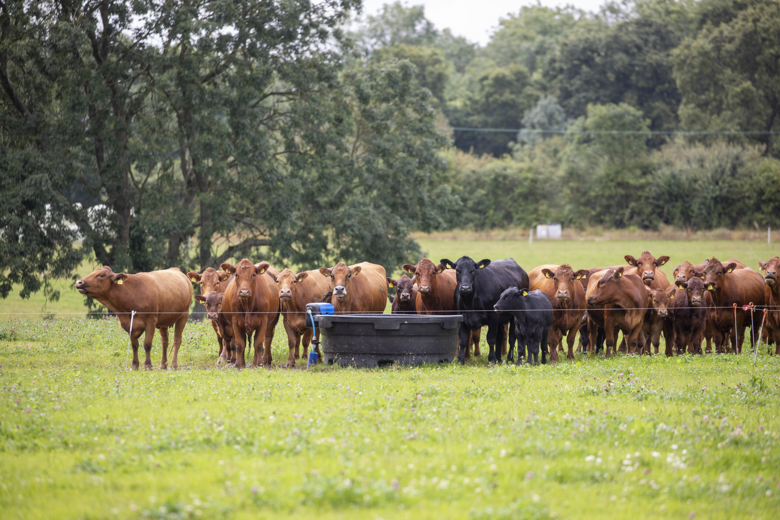 The story behind Dyson Farming's South West Beef & Lamb production
