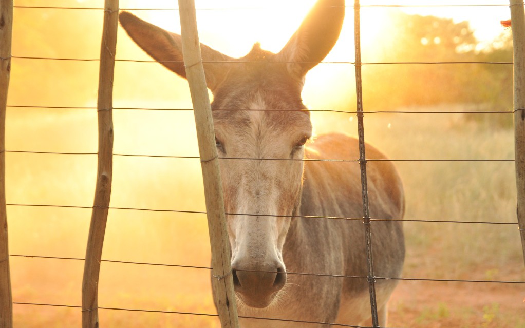 Install and Use Mule Secured Property Editor DZone