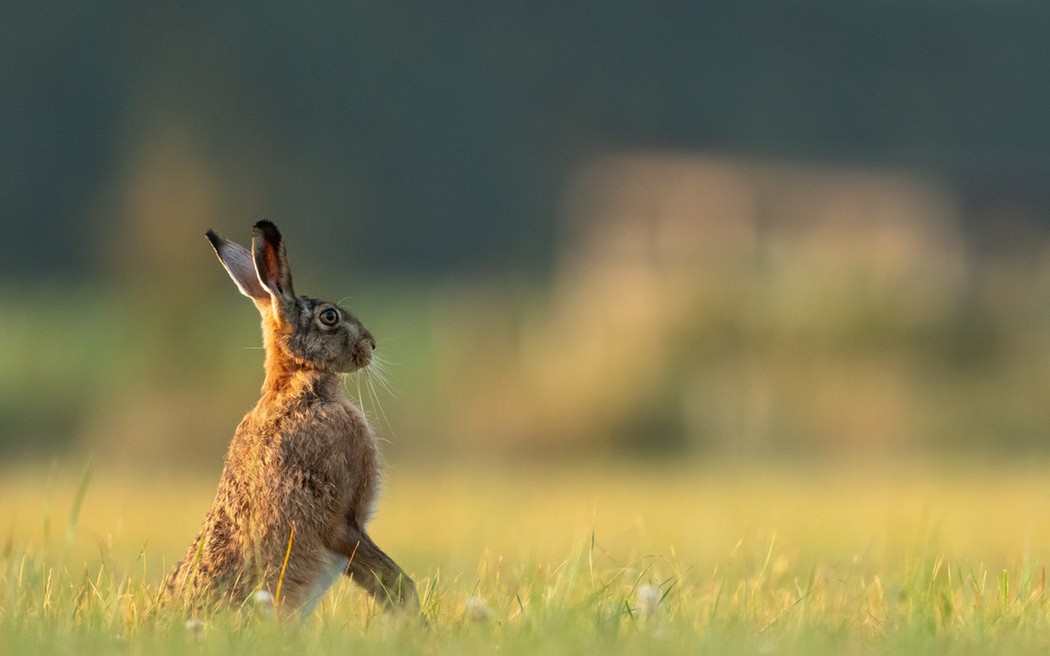 Spring Boot — Messaging With RabbitMQ Queue in PCF DZone