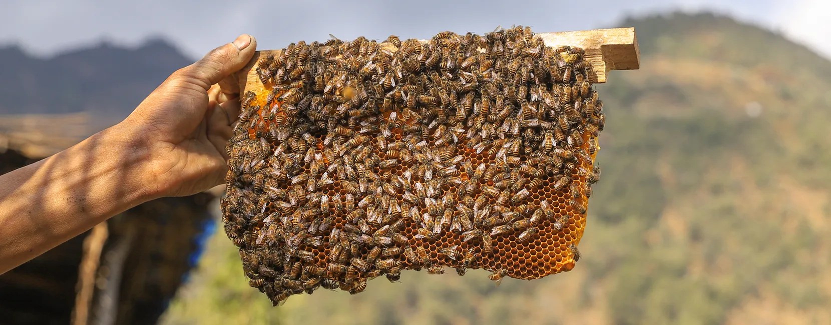 Harvesting Honey and Profits dZi foundation