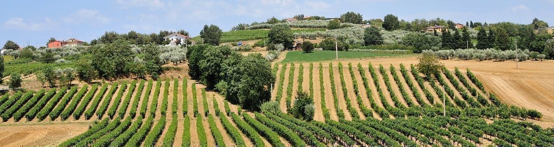 Azienda Agricola Rob | E-Circles 300_x_1124_jpg