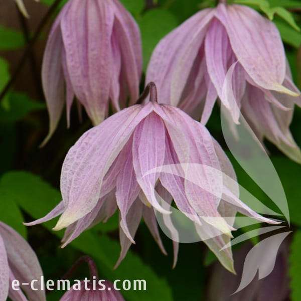 Clematis Pink Dream PBR ECLEMATIS