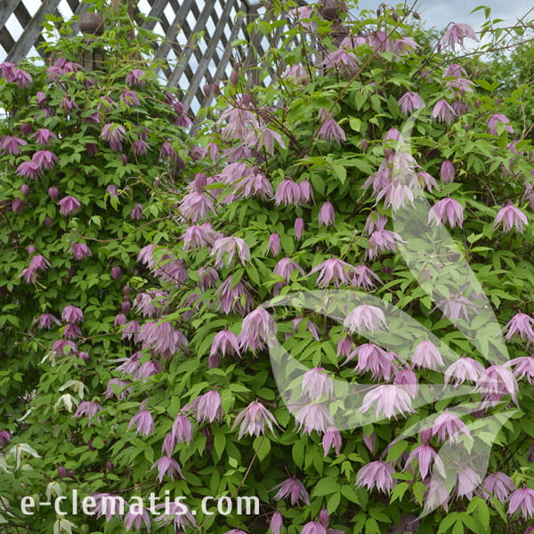 Clematis Pink Dream PBR ECLEMATIS