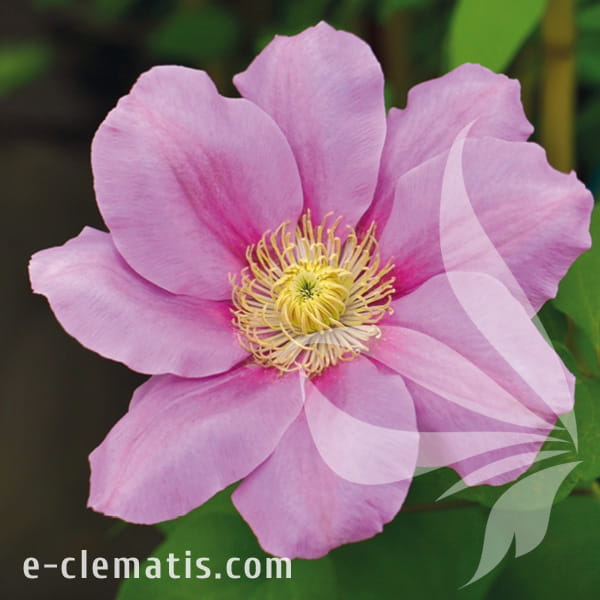 Clematis Pink Beauty ECLEMATIS