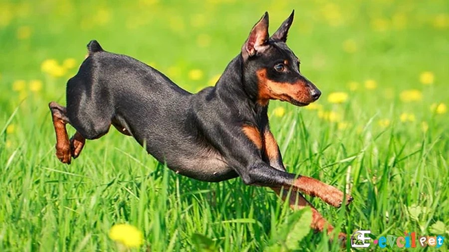 Minyatür Pinscher Köpek Cinsi Özellikleri ve Bakımı eEvcil