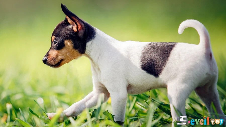 Toy Fox Terrier Köpek Cinsi Özellikleri ve Bakımı ( Amerikan Toy