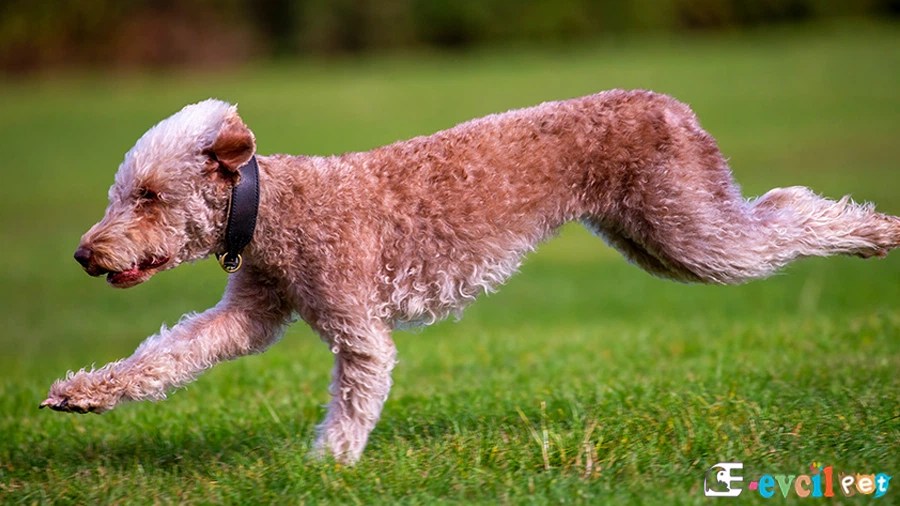 Bedlington Terrier Köpek Cinsi Özellikleri ve Bakımı eEvcil