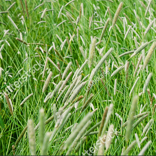 Timothy Grass VNS e is for everything forage