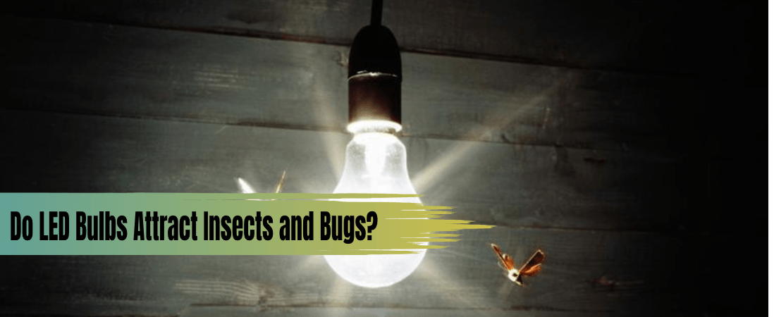 Do LED Bulbs Attract Insects and Bugs? EGreen Electrical