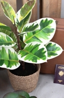 Plante verte caoutchouc H63cm Maison et Loisirs E. Leclerc