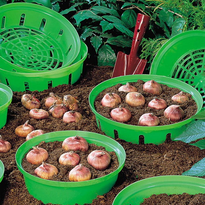 75418K Bulb Planting Basket Valentine