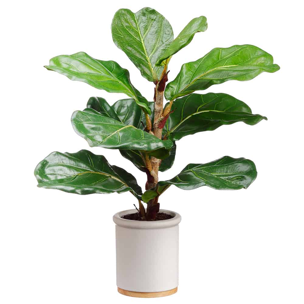 17″ Fiddle Leaf Plant in Ceramic Pot Green Silk Flower Depot