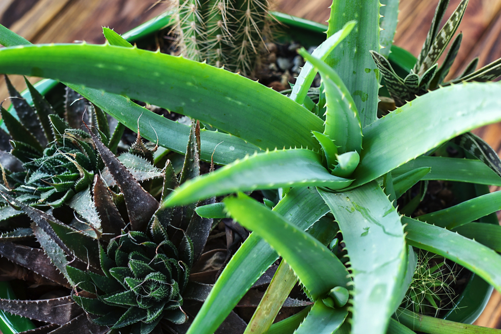 What Do Houseplants Have To Do With Your Health and Beauty e