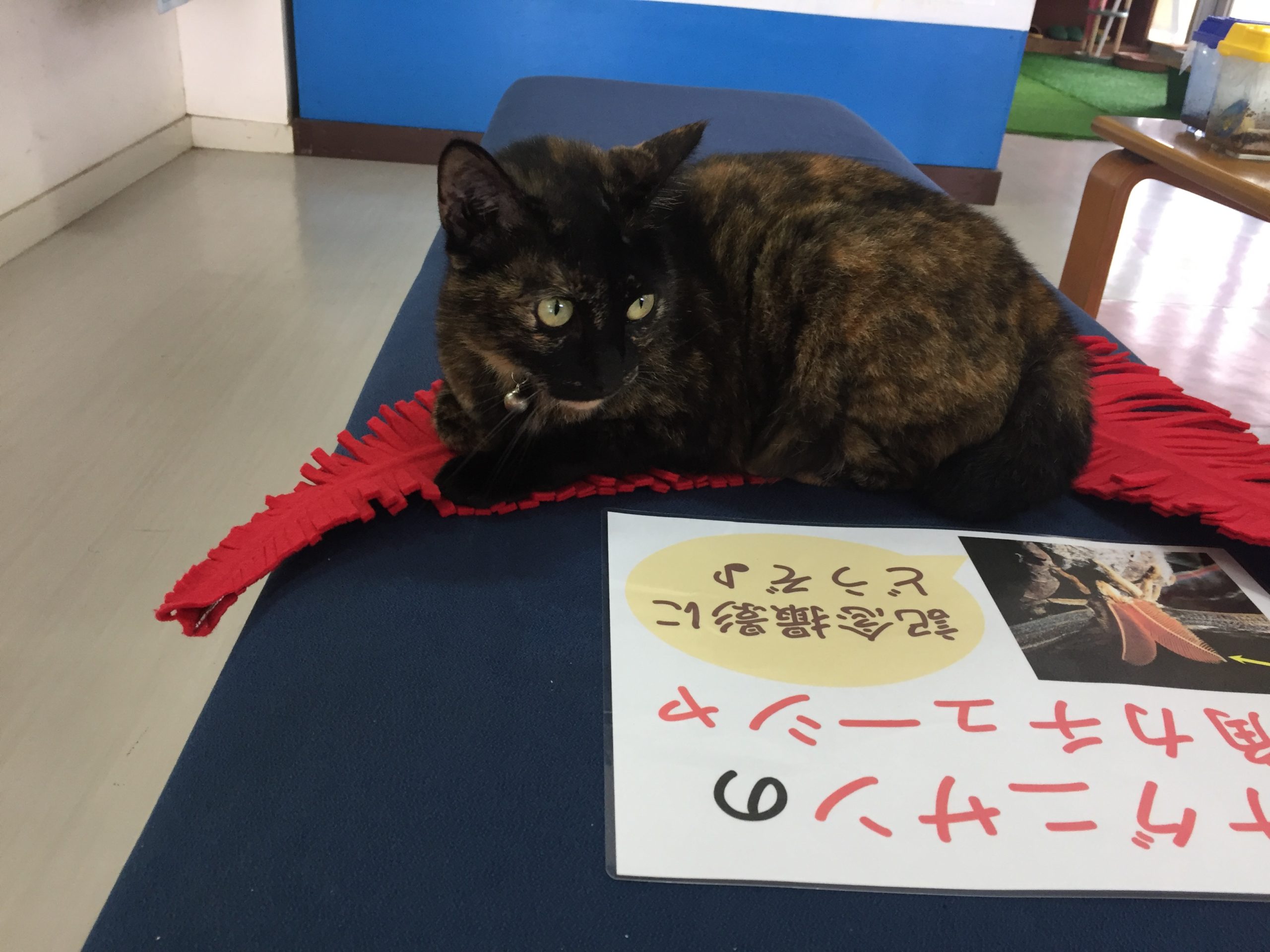 与那国島の アヤミハビル館 生きてるヨナグニサンが見れる